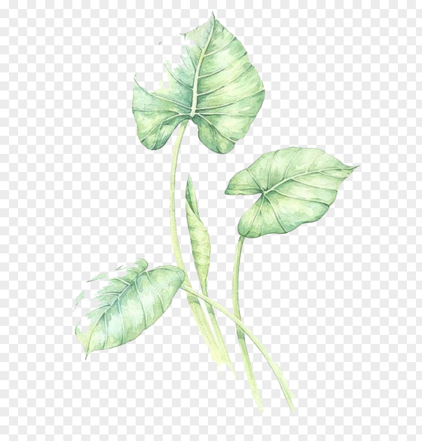 Watercolor Green Leaves PNG