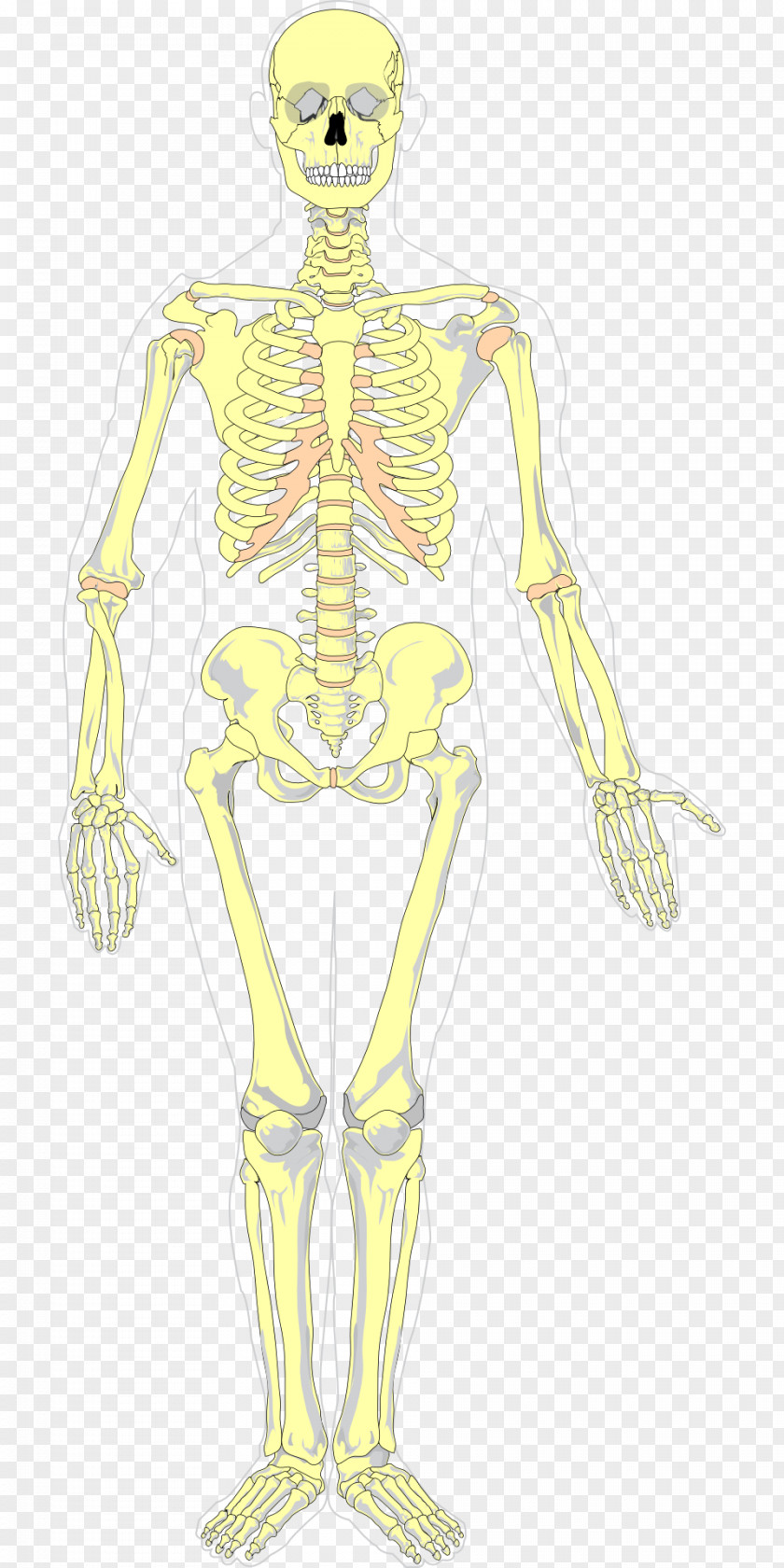 Bones Human Skeleton Diagram Axial Homo Sapiens PNG