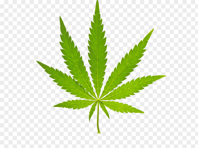 Cannabis Sativa Vector Graphics Image Medical PNG