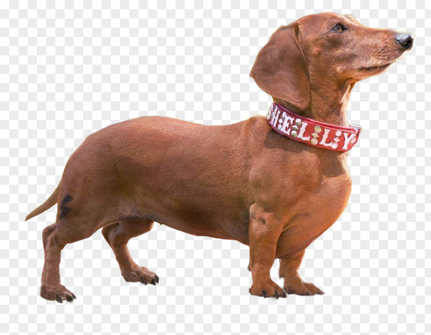 Dachshunds Dachshund Dog Breed Companion Wiener Nationals Walking PNG