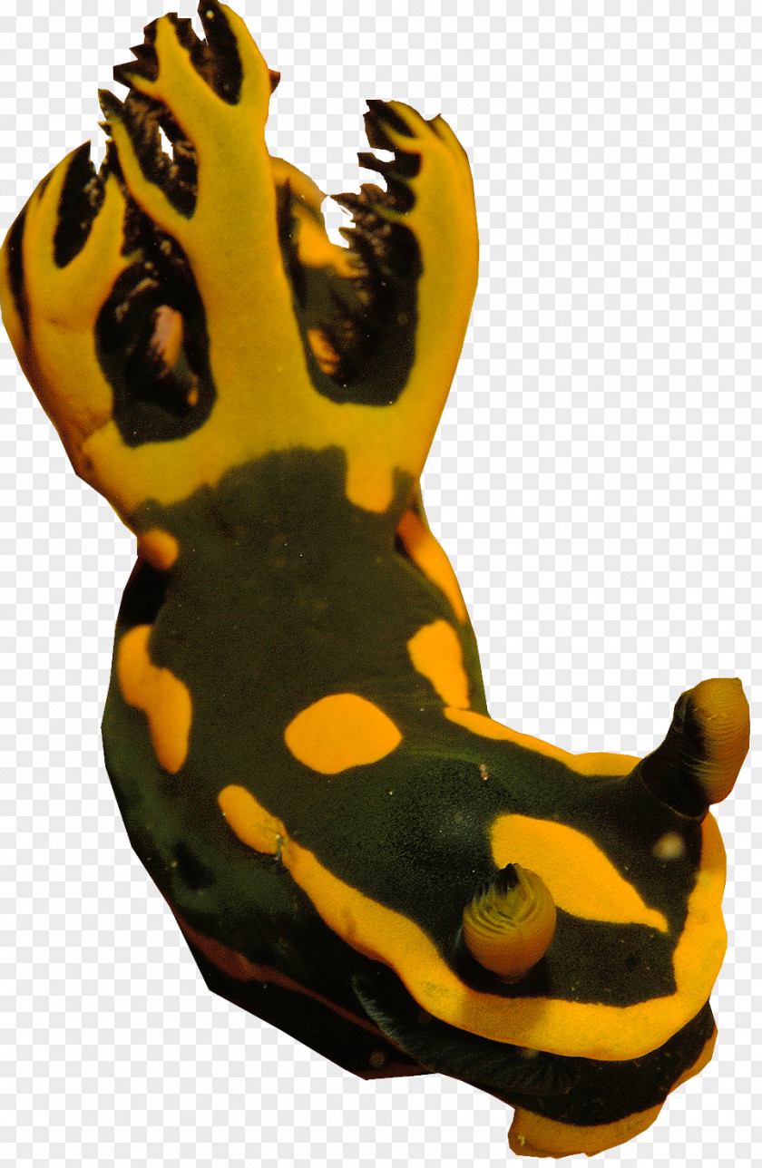 Giraffe Sea Slug Amphibians Terrestrial Animal PNG