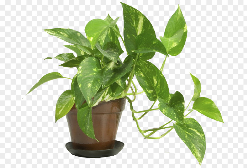 House Popular Houseplants Indoor Plants Devil's Ivy PNG