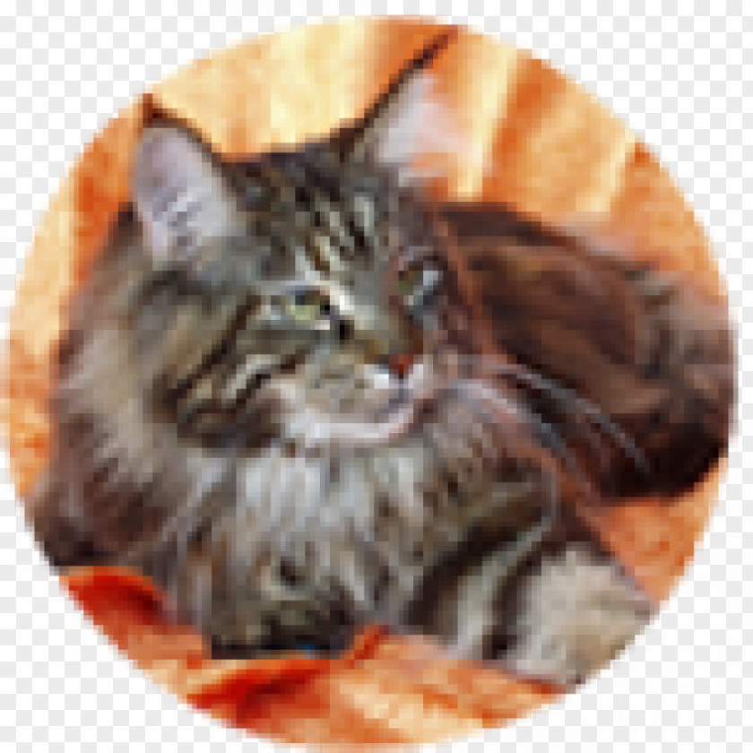 Kitten Maine Coon Raccoon Tabby Cat Norwegian Forest PNG