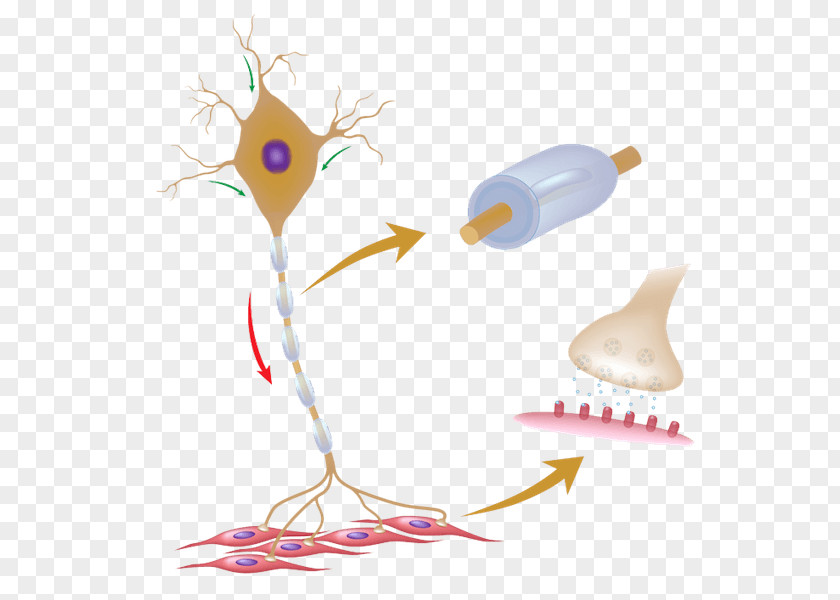 Motor Neuron Stock Photography Dendrite PNG