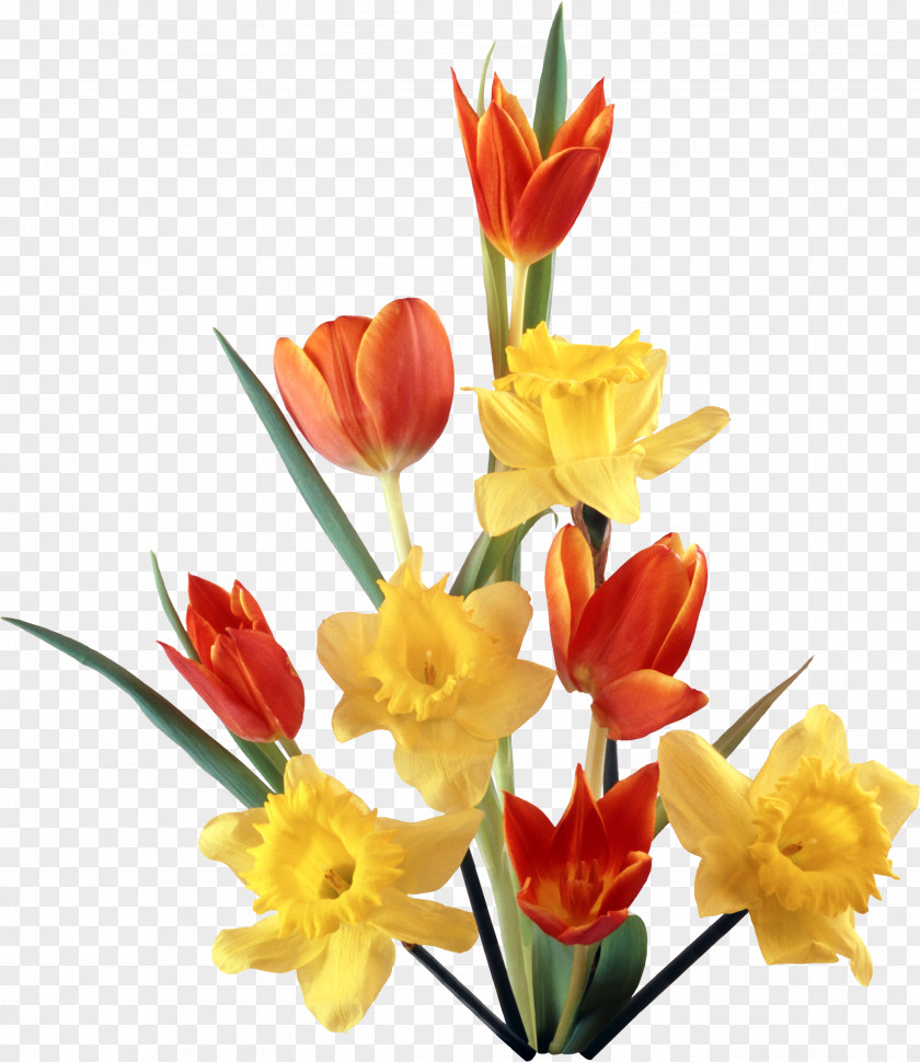 Narcissus Birthday Flower Bouquet Holiday Clip Art PNG