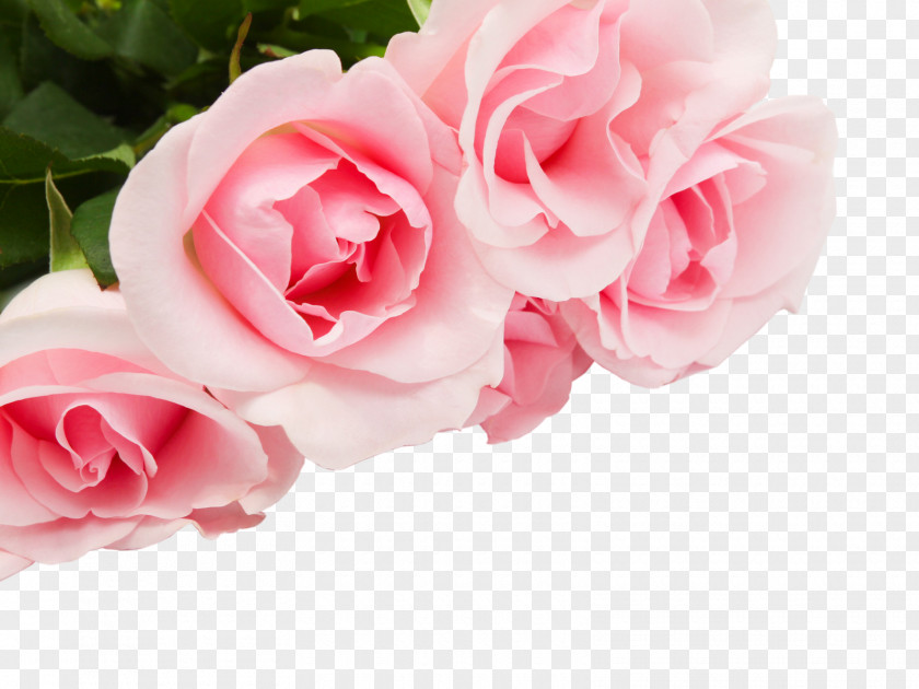 Pink Rose Flower Stock Photography PNG