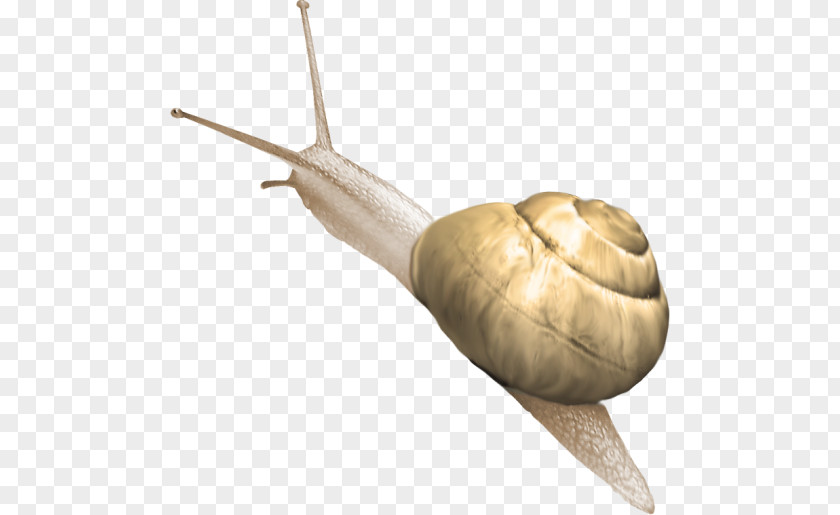 Snail Orthogastropoda Cartoon Clip Art PNG