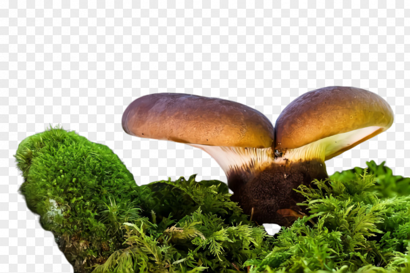 Agaricaceae Fungus Mushroom Nature Edible Natural Landscape Medicinal PNG