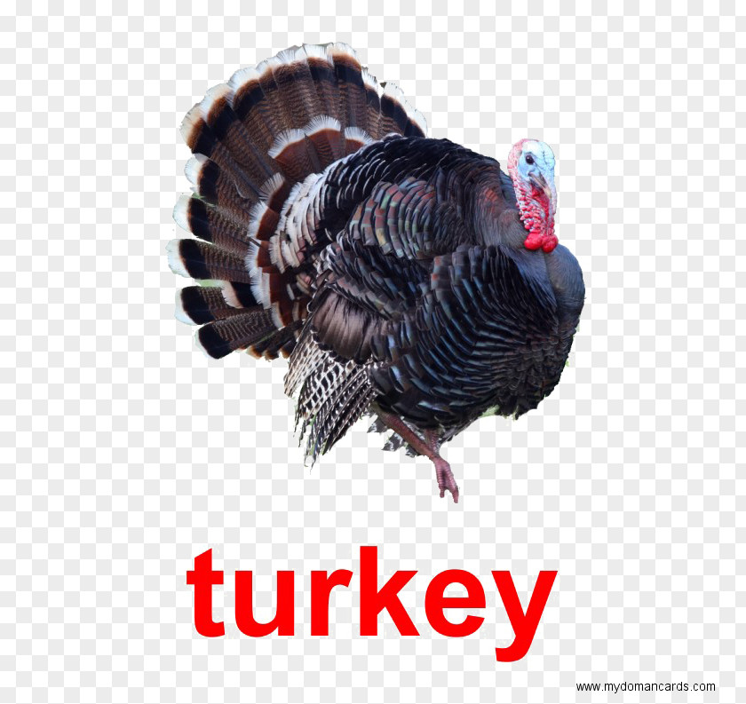 Duck Black Turkey Meat Poultry Red Junglefowl PNG