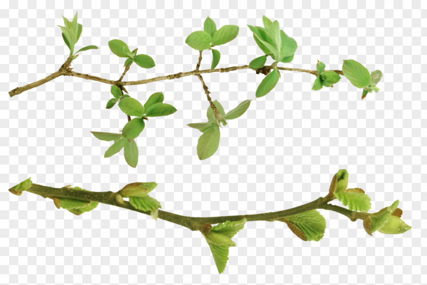 Leaf Twig Plant Stem Herb PNG