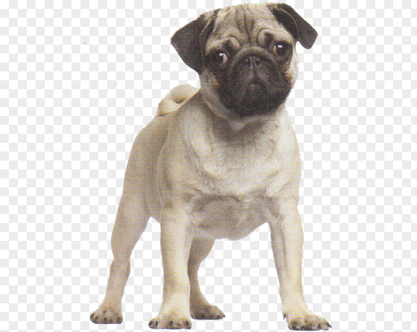 Puppy Pug French Bulldog Shar Pei PNG