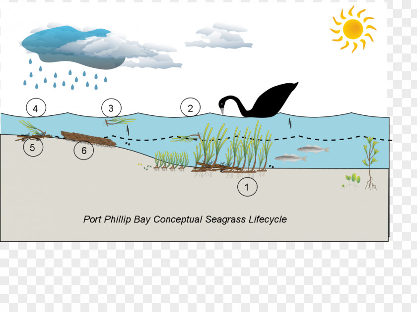 Water Marine Ecosystem Port Phillip Seagrass PNG