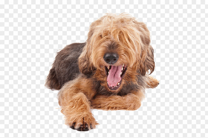 American Kennel Club Cockapoo Airedale Terrier Otterhound Petit Basset Griffon Vendéen Goldendoodle PNG