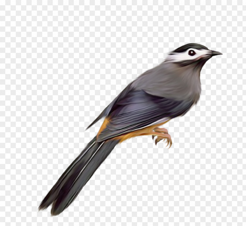 Bird Common Starling Clip Art PNG