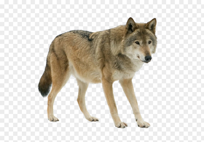 Dog Arctic Wolf Eurasian Stock Photography Iberian PNG