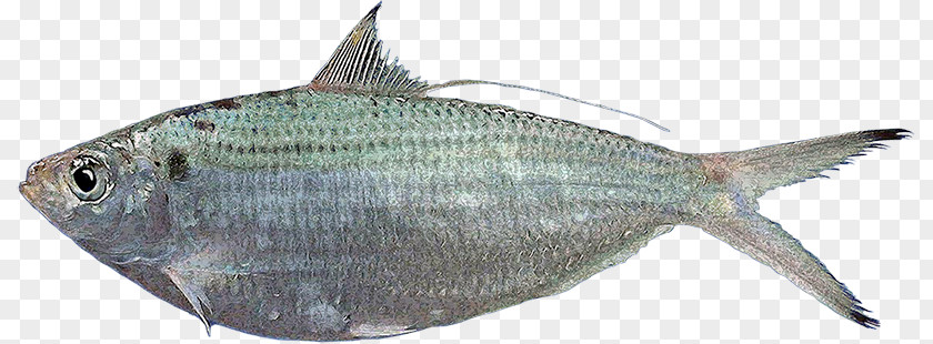 Fish Sardine Products Milkfish Herring PNG