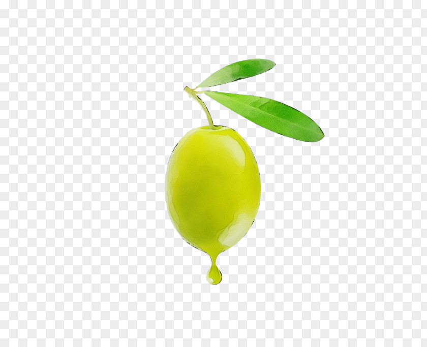 Flowering Plant Olive Green Fruit Yellow Leaf PNG
