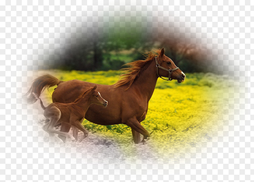 Foal Arabian Horse Stallion Mare Desktop Wallpaper PNG