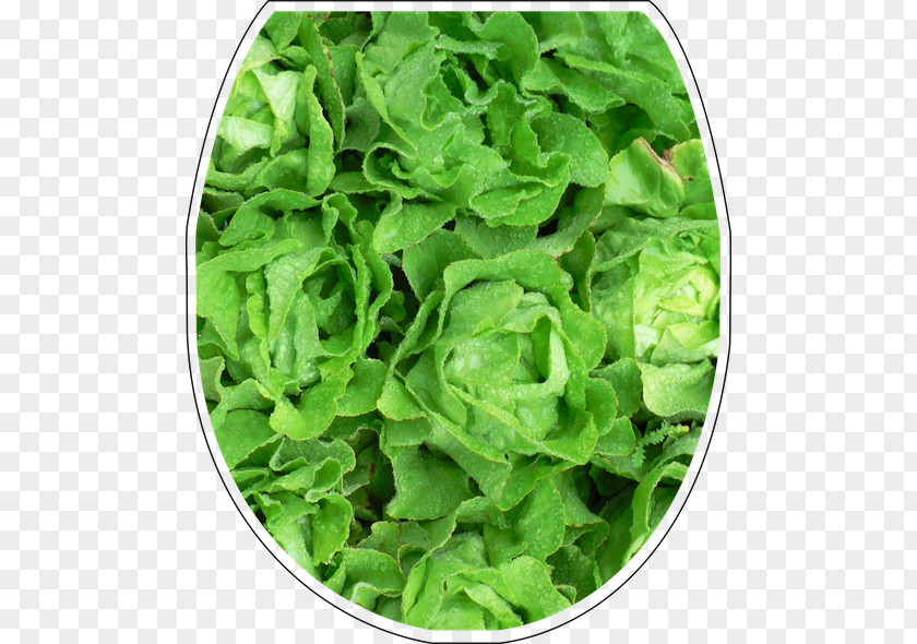 Gebr. Meier Gemüsekulturen AG Agrohandel Romaine Lettuce Buchs PNG