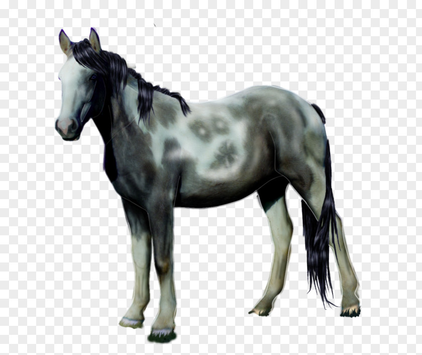 Horse Drawing Image Design PNG