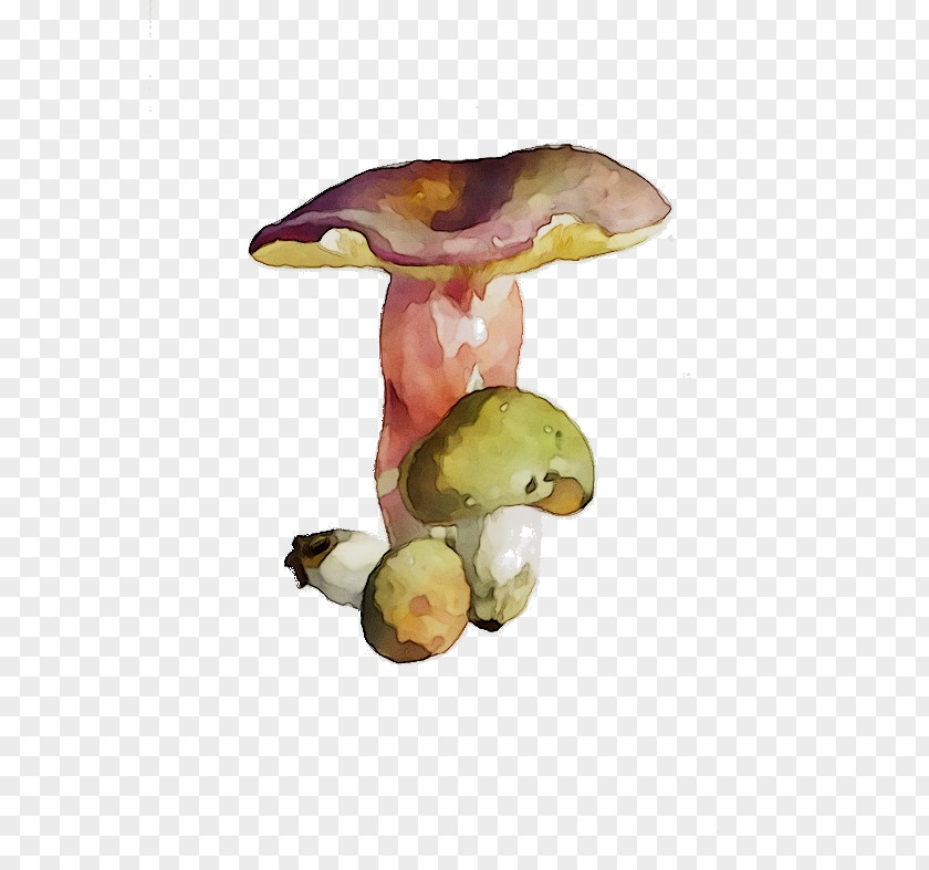 Mushroom Organism PNG