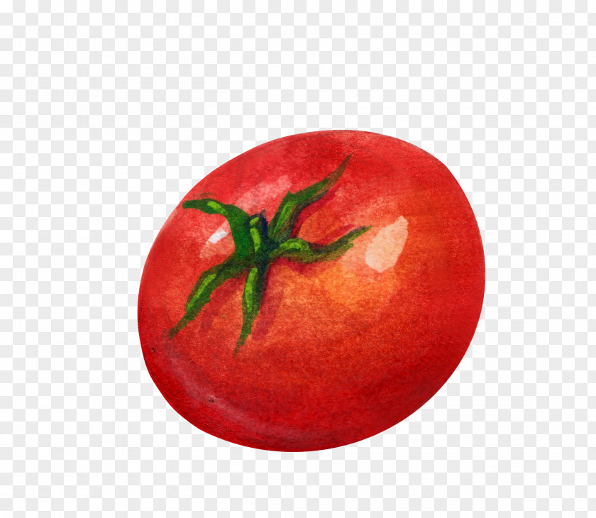 Red Tomatoes Tomato Vegetable Illustration PNG
