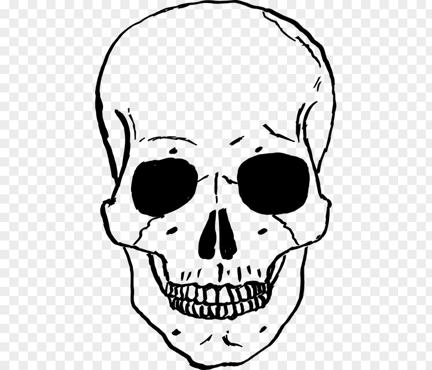 Skulls Skull Clip Art PNG