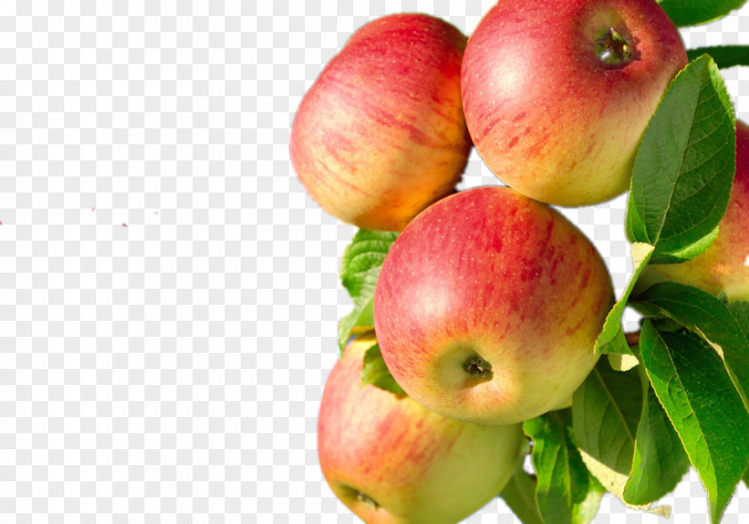A Bunch Of Apples On The Tree Juice Apple Fruit Fuji PNG