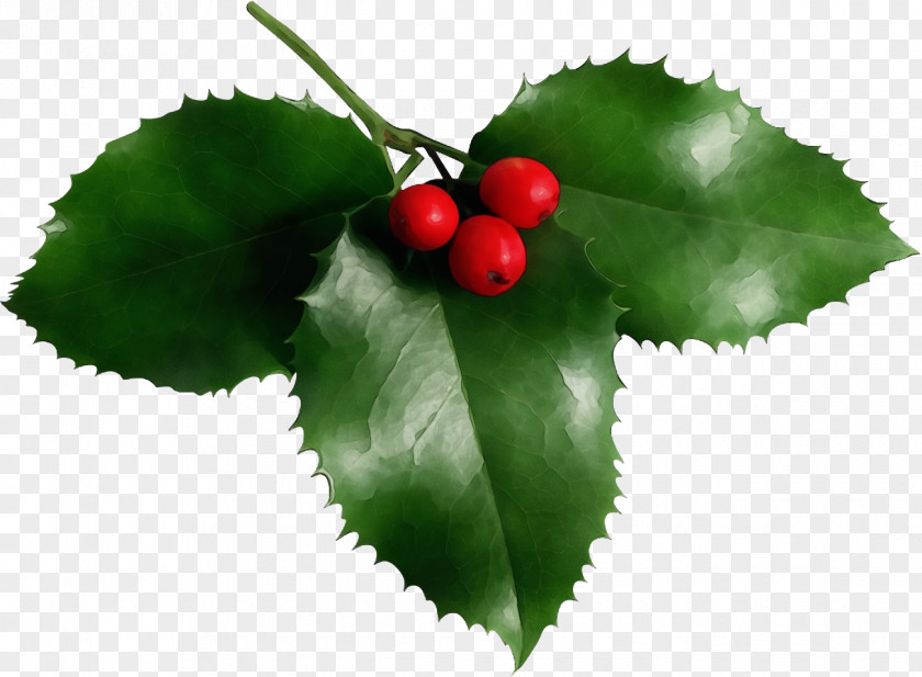 American Holly Fruit PNG