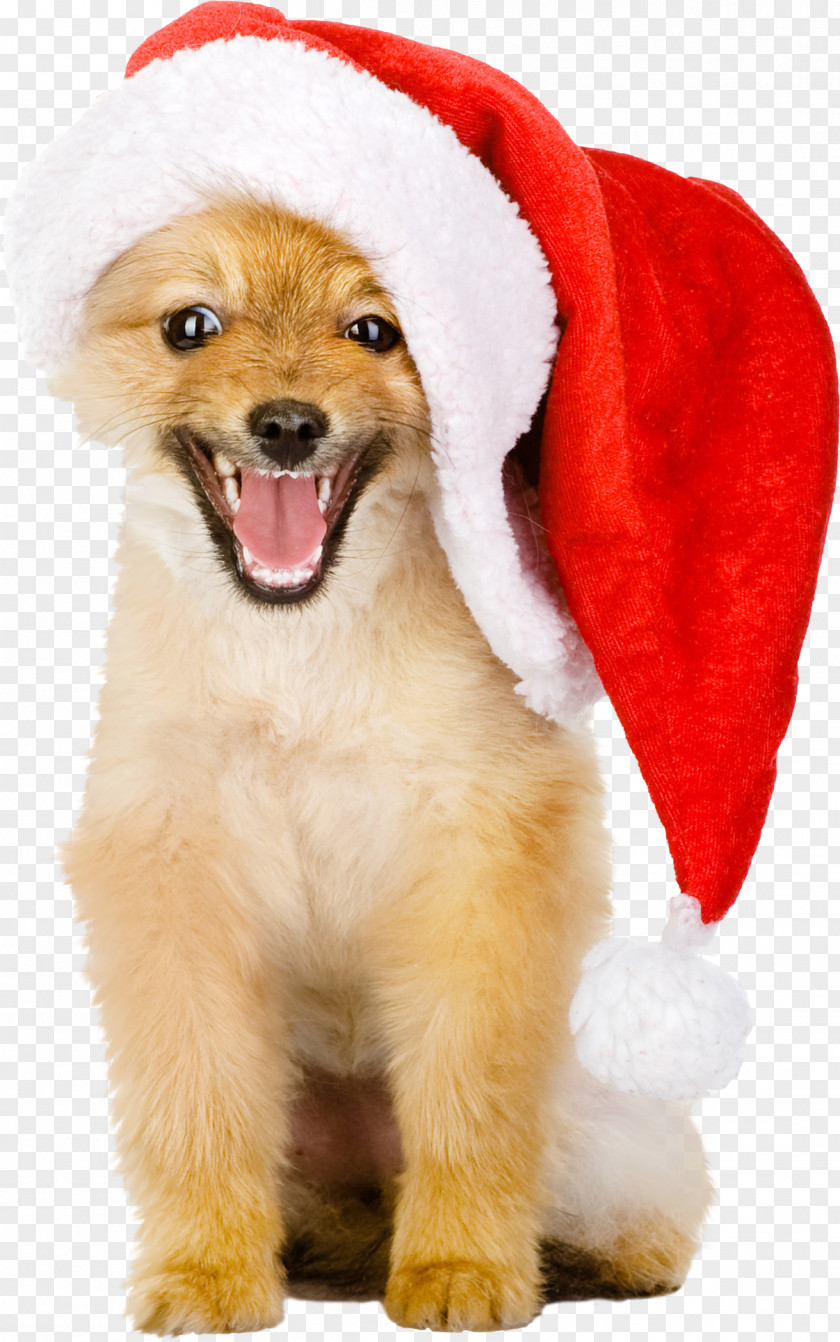 Dogs Golden Retriever Puppy Christmas Hat PNG