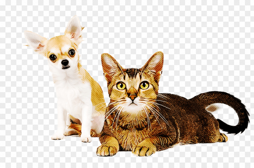 Snout Kitten Cat Small To Medium-sized Cats Whiskers PNG