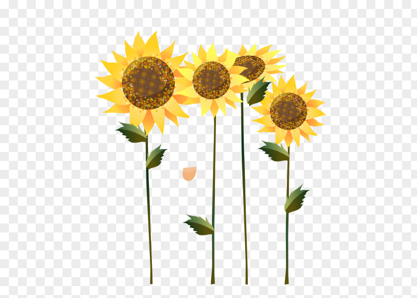 Sunflower Common Seed Oil Illustration PNG