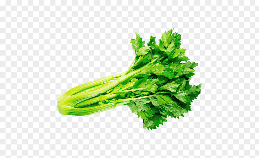 Vegetable Vector Graphics Herb Celery PNG