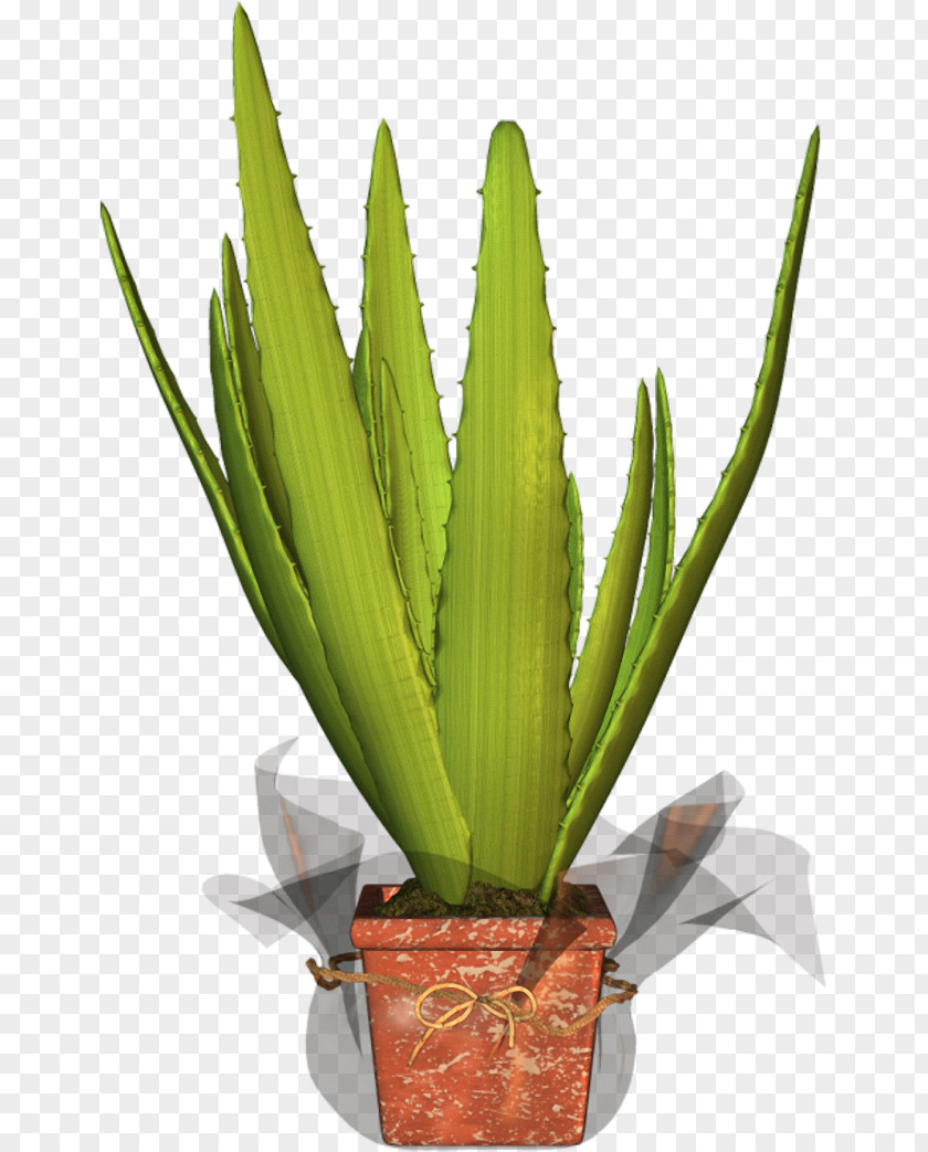 Agave Azul Flowerpot Houseplant Aloe Vera Plant Stem PNG