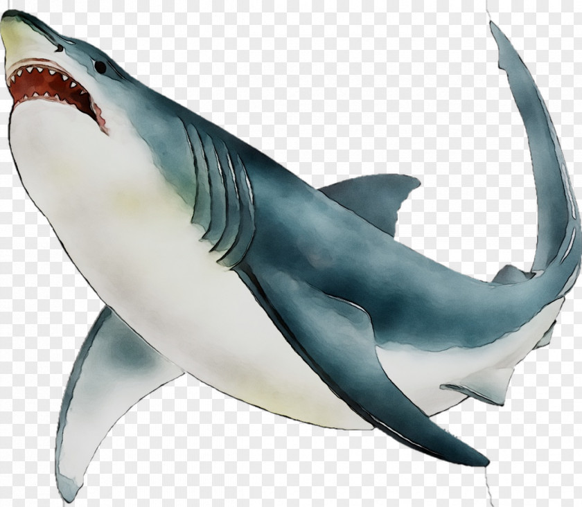 Great White Shark Requiem Sharks Mackerel Marine Biology Mammal PNG