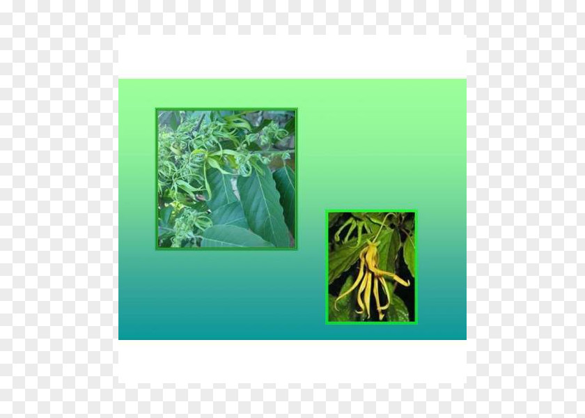Leaf Fauna Ecosystem PNG