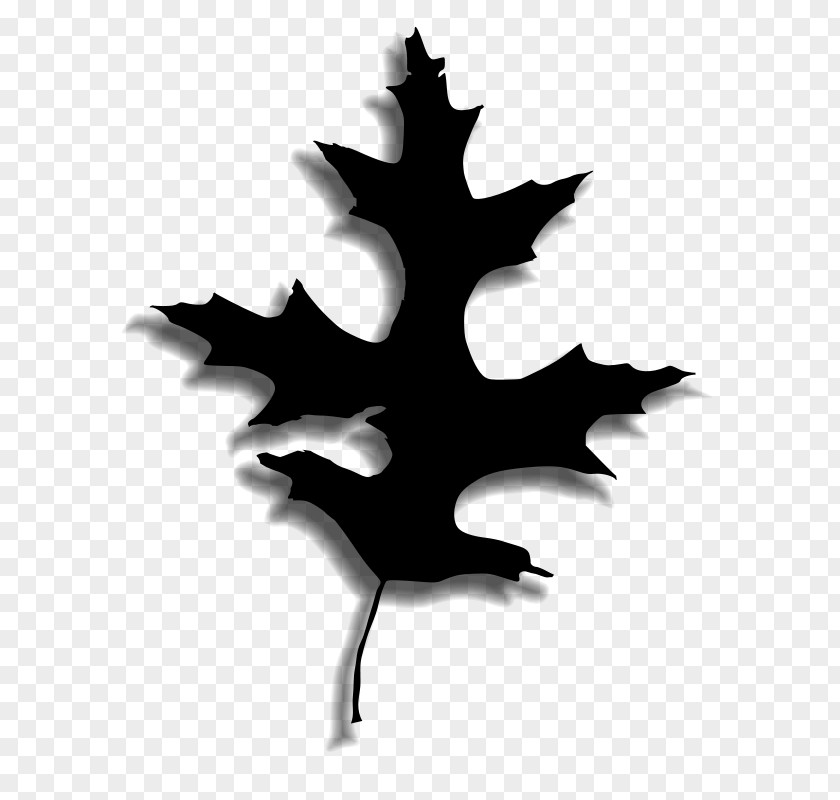 Maple Leaf Desktop Wallpaper Computer PNG