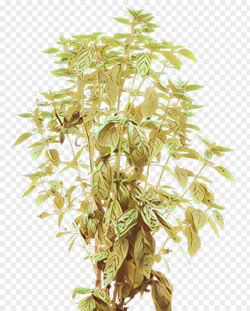Shrub Tree Plants Vine PNG