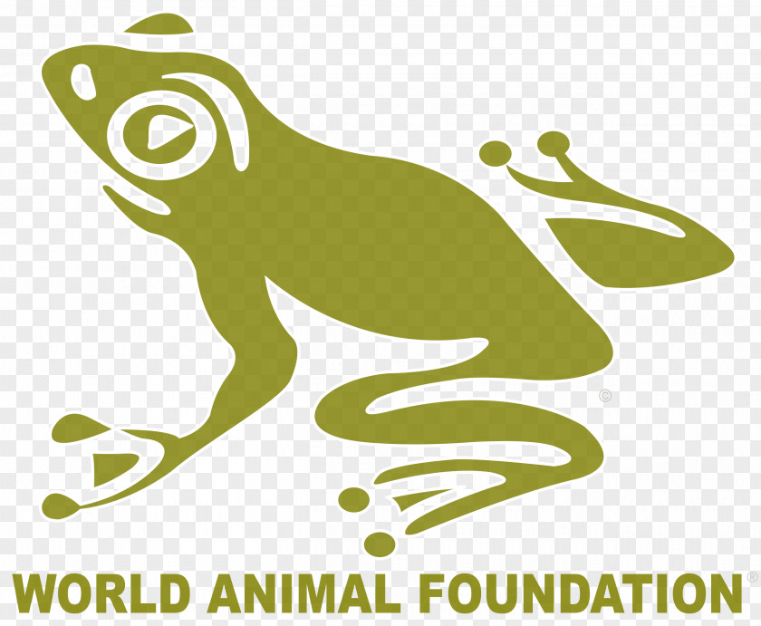 The Animal Foundation Non-profit Organisation Otter Wildlife Conservation PNG