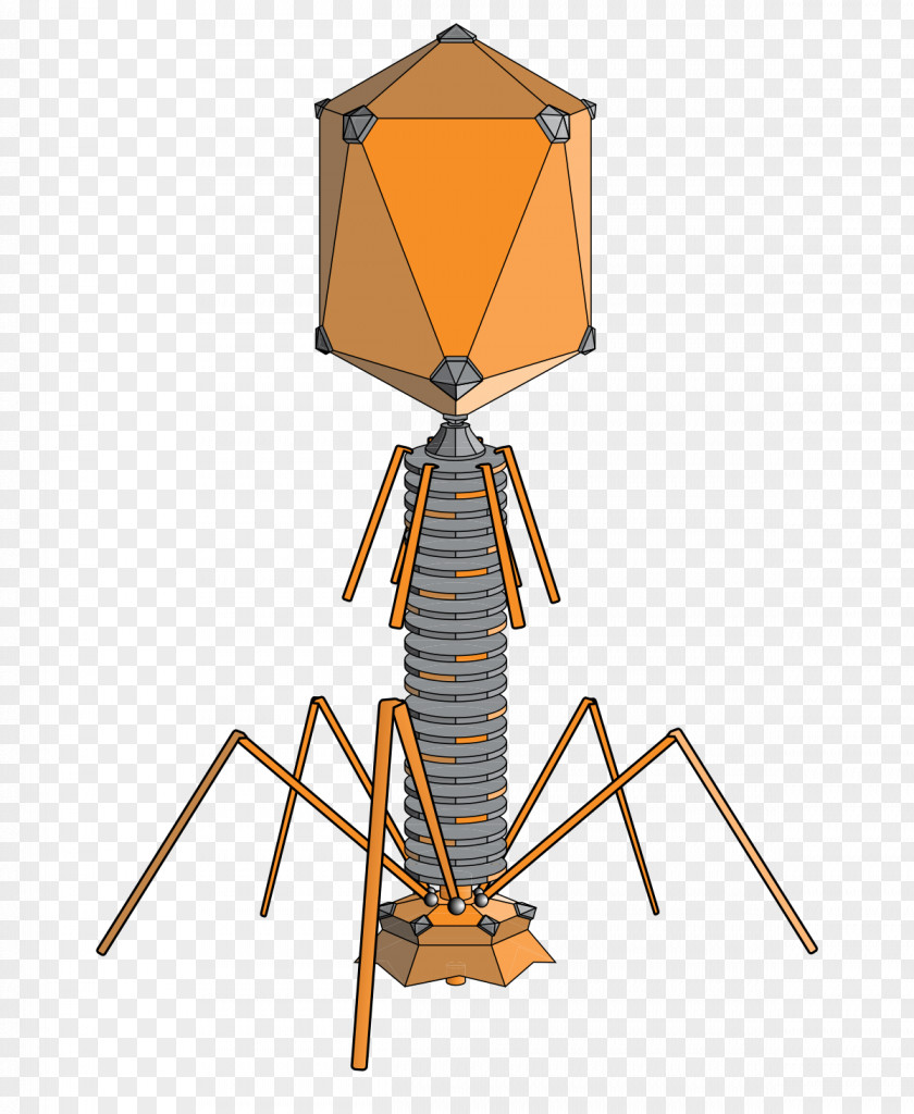 Material Bacteriophage Phage Group Therapy Bacteria Virus PNG