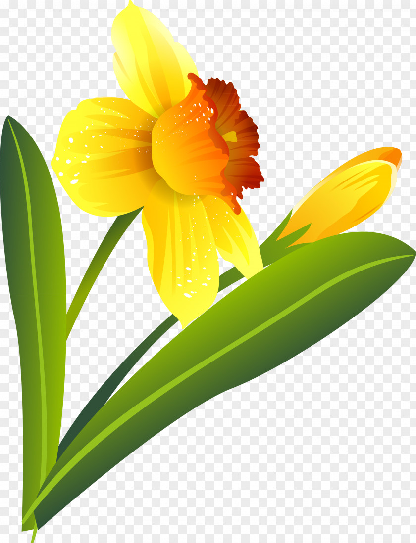 Narcissus Flower .ru .li Plant PNG