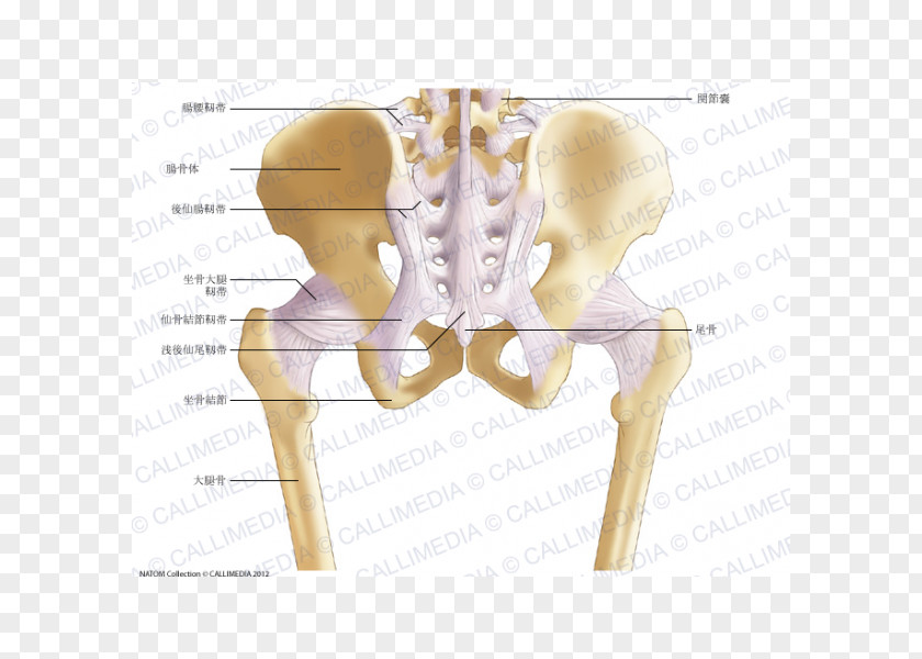 Pelvic The Female Pelvis Anatomy & Exercises Hip Bone Ligament PNG