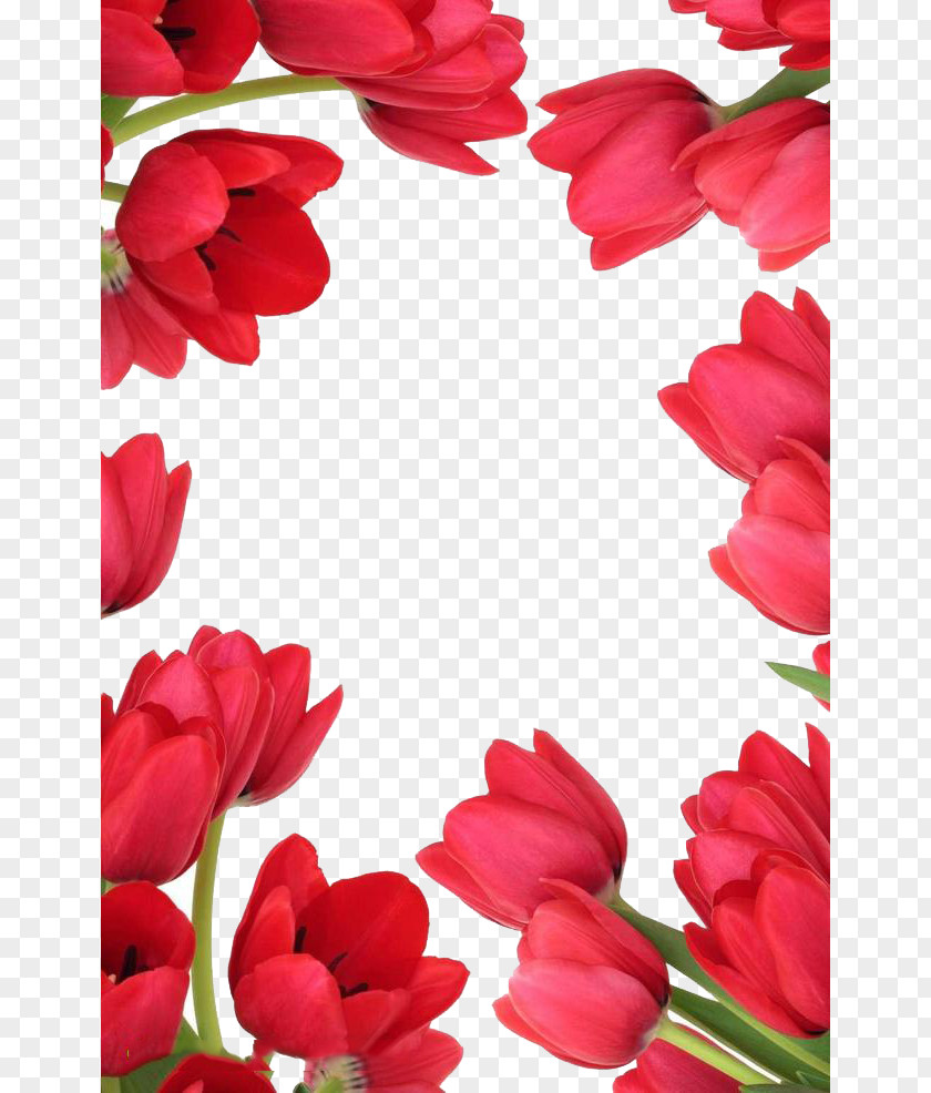Red Tulips Indira Gandhi Memorial Tulip Garden Tulipa Gesneriana Flower Stock Photography Stock.xchng PNG
