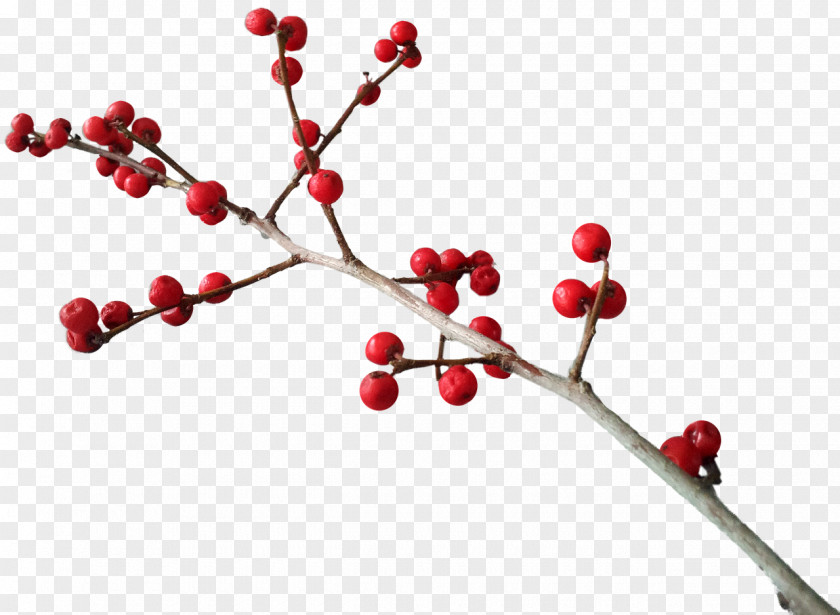 Berries Common Holly Christmas Berry Clip Art PNG