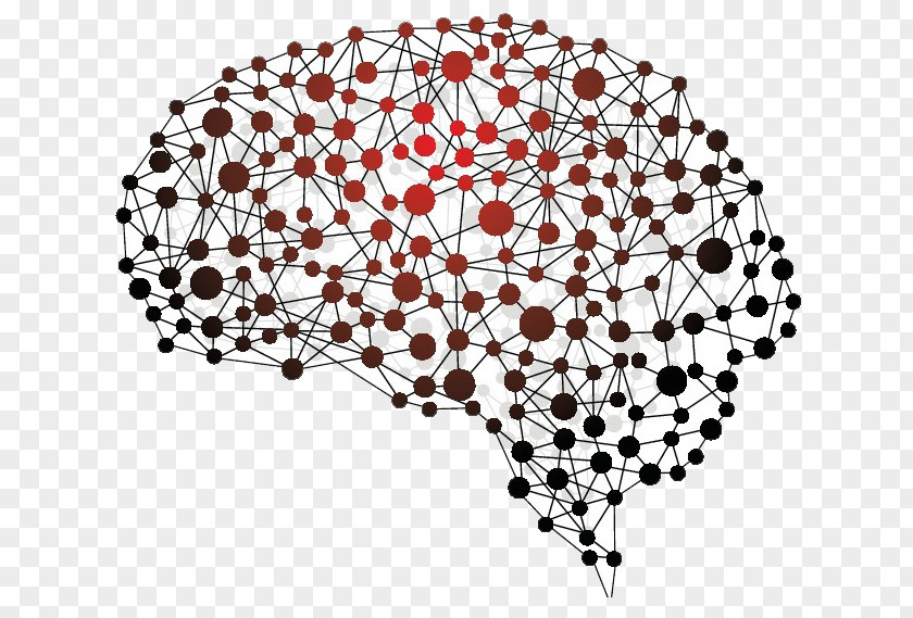 Brain Human Neuropsychology Nervous System BRAIN Initiative PNG