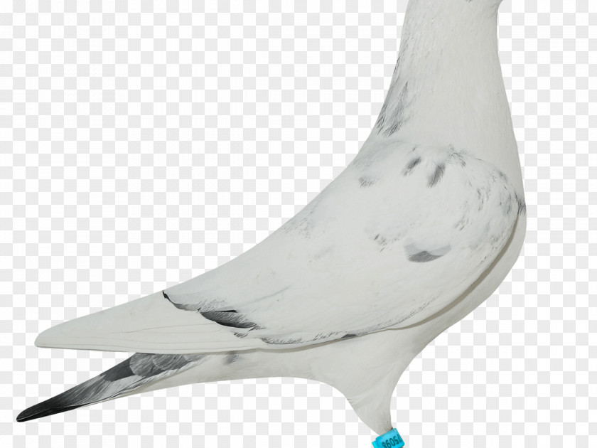 Design Columbidae Beak Domestic Pigeon PNG