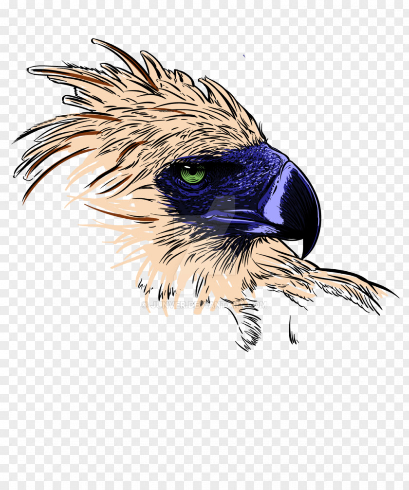 Eagle Philippine Philippines Bald Clip Art PNG