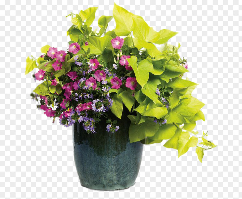 Flower Flowerpot Scaevola Aemula Container Garden Floral Design Shipping PNG
