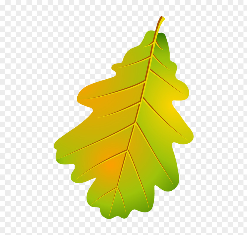 Leaf Design Illustration Autumn Vector Graphics PNG