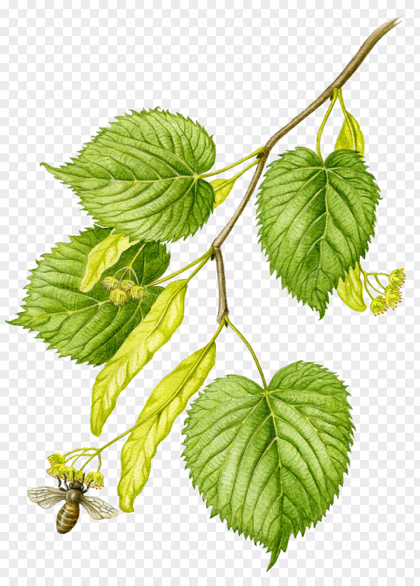 Leaf Lindens Agriturismo CORTE BANCARE Perilla Branch PNG